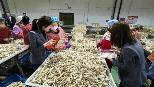 菇培育种植基地开展3·15消费者权益保护宣传活动尊龙凯时ag旗舰厅网站广发银行济南历下支行走进蘑(图6)